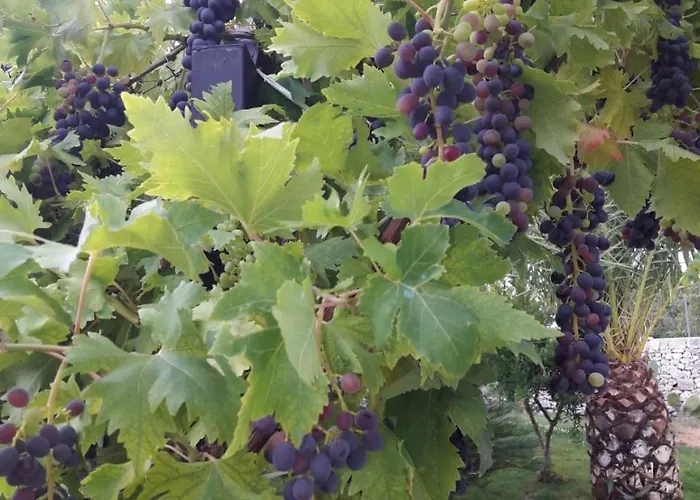 Caramia 洛科罗通多